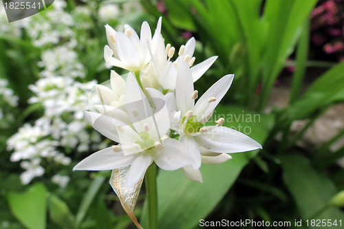 Image of Flowers