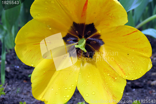 Image of Tulips