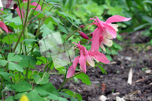 Image of Flowers
