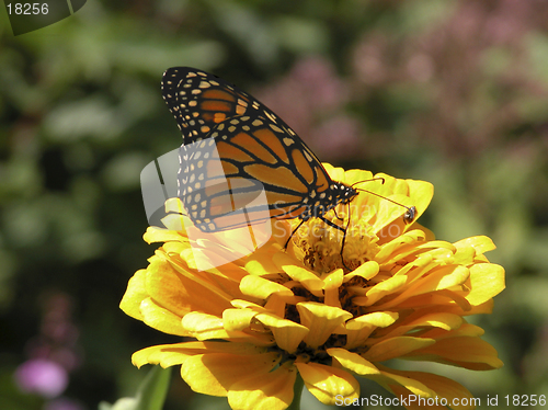 Image of Monarch Butterfly-Marigold