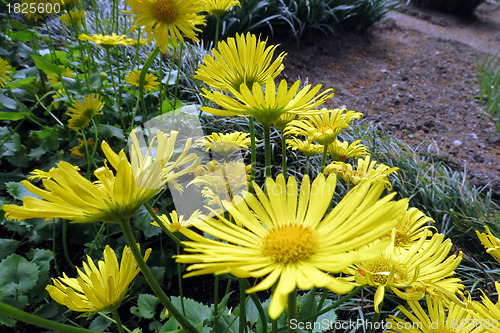 Image of Doronicum orientale - Little Leo