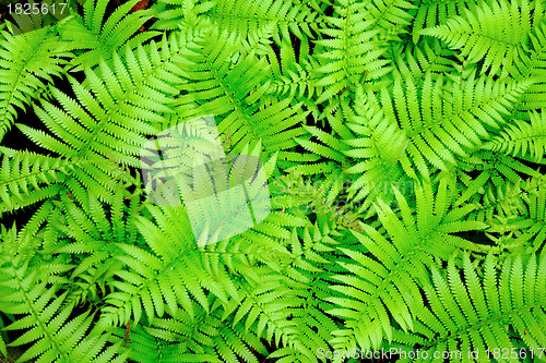 Image of Fresh green leaf