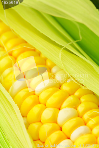 Image of corn cob