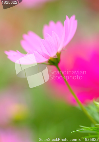 Image of Pink flower