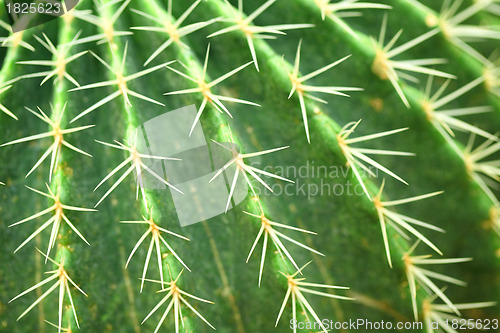 Image of cactus close up