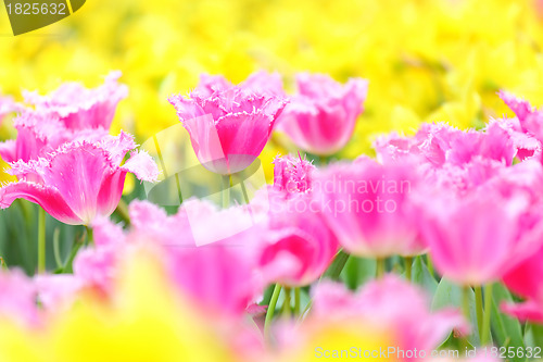 Image of tulip in flower field