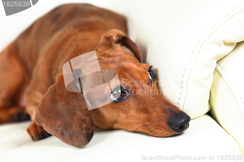 Image of dachshund dog on sofa