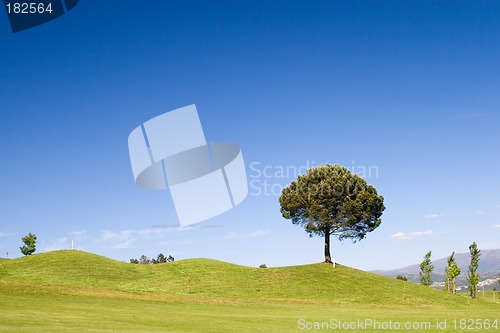 Image of Tree