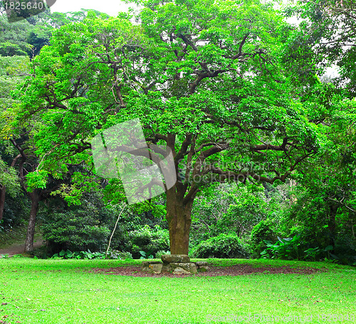 Image of big tree
