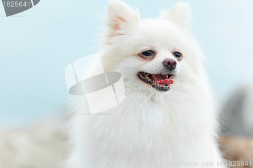 Image of White Pomeranian dog