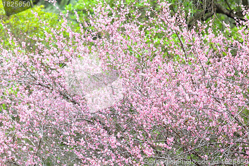 Image of plum flower blossom