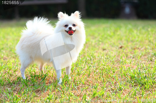Image of White Pomeranian dog