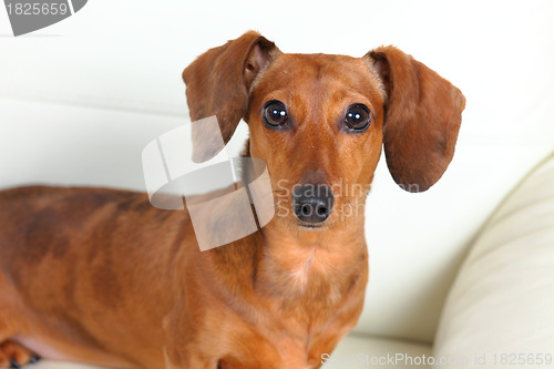 Image of dachshund dog on sofa