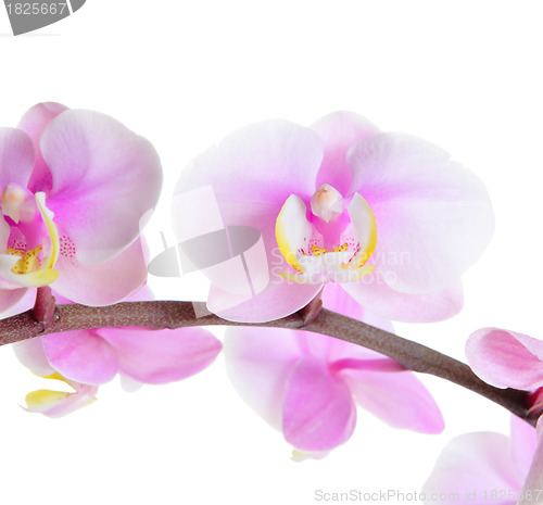 Image of orchid flower