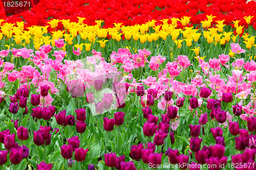 Image of tulip in flower field