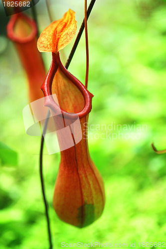 Image of Pitcher plant