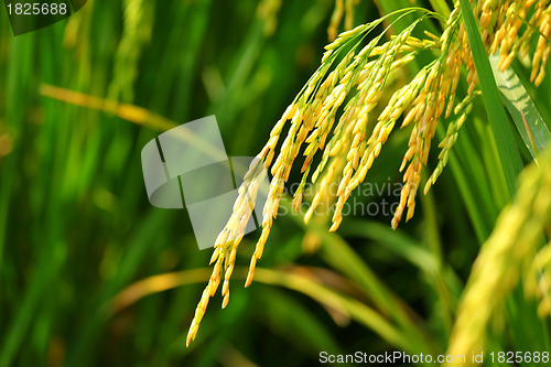 Image of paddy rice field