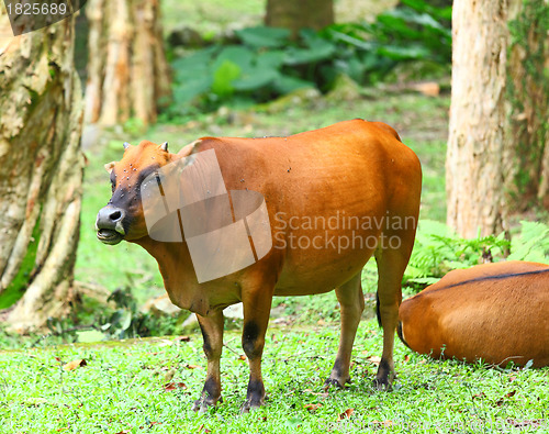 Image of Cow