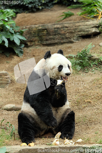 Image of giant panda