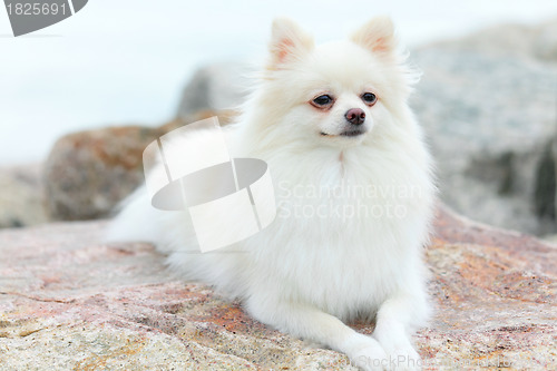 Image of white pomeranian dog