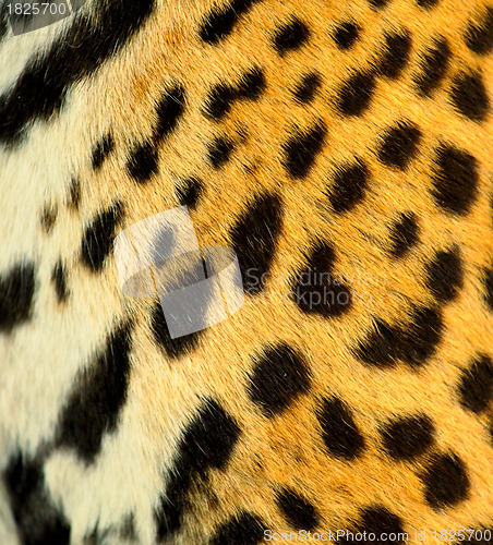 Image of Real Leopard Skin