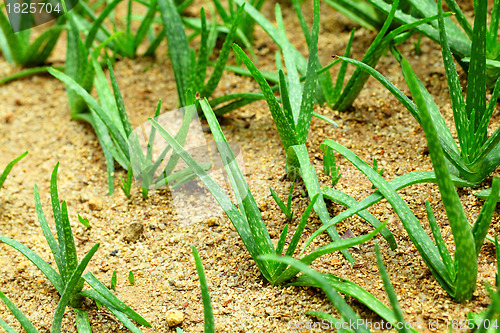 Image of Aloe vera field