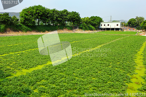 Image of farm field