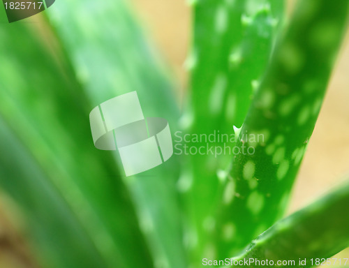 Image of Aloe Vera