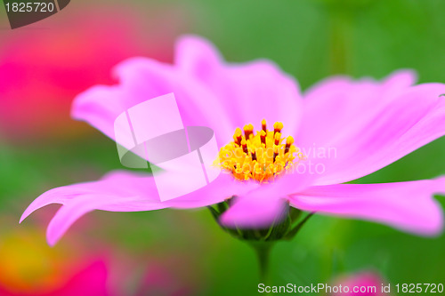 Image of cosmos flower