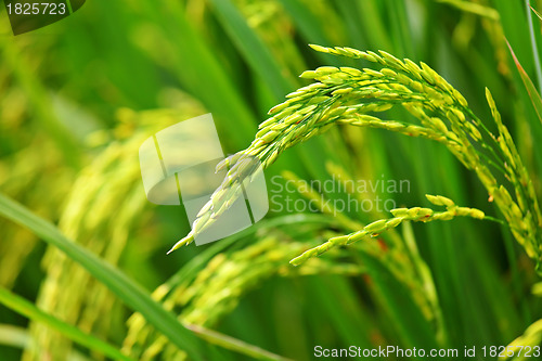 Image of paddy rice field