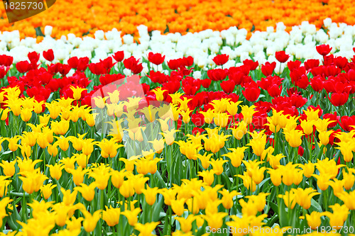 Image of tulip in flower field