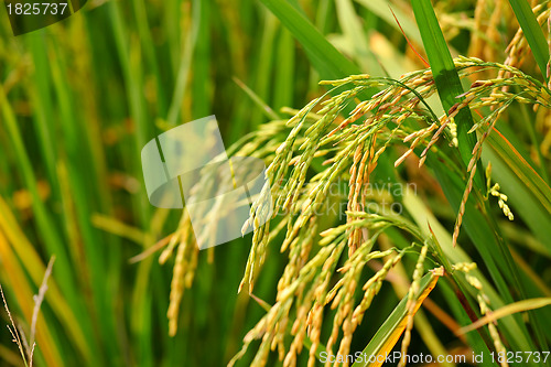 Image of paddy rice field