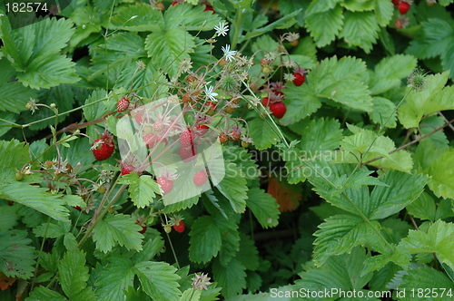 Image of Wild straberrys in july