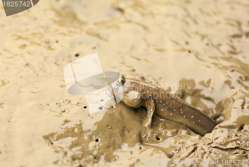 Image of mudskipper fish
