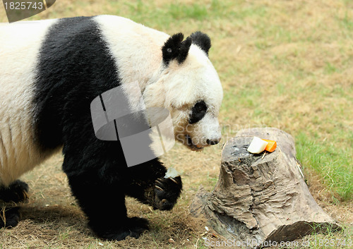 Image of giant panda