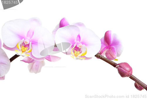 Image of Orchid flowers