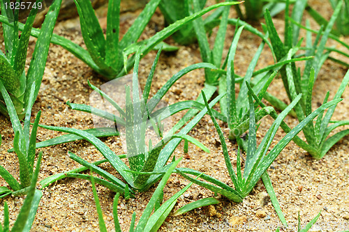 Image of Aloe vera field