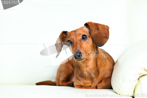 Image of dachshund dog on sofa