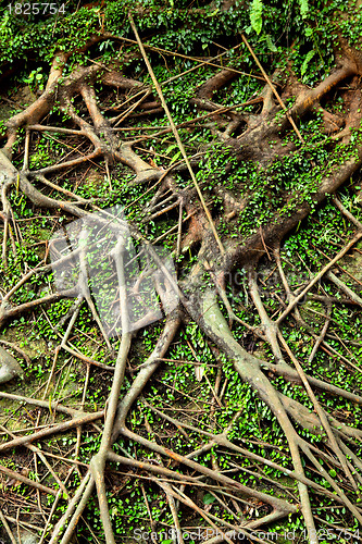 Image of root tree background