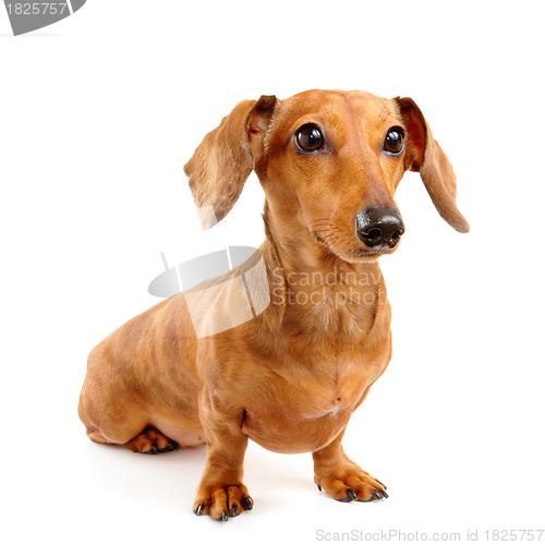 Image of brown short hair dachshund dog