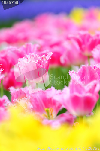 Image of tulip in flower field