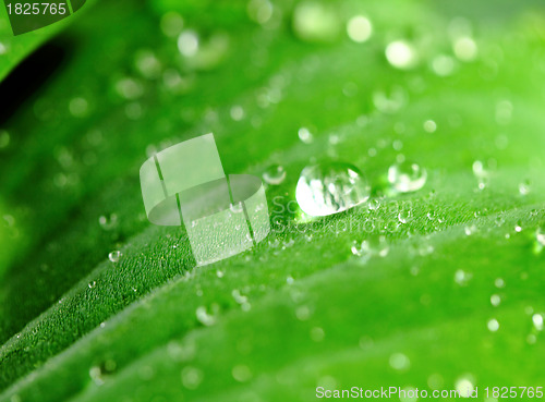 Image of Dew on the Green Leaf, closeup