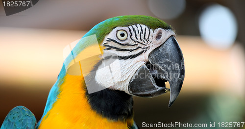 Image of Macaw parrot