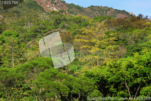 Image of green forest