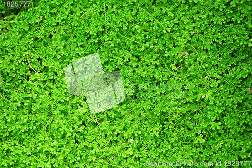 Image of green leaf