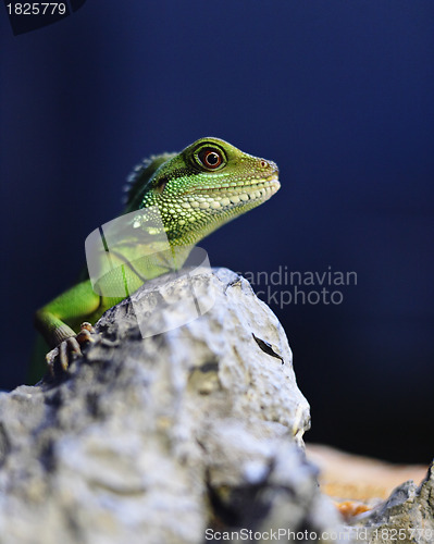 Image of green iguana