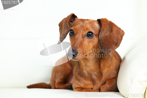 Image of dachshund dog on sofa