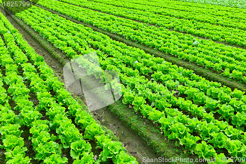 Image of lettuce plant in field