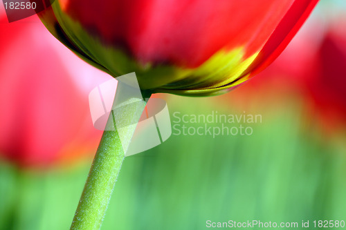 Image of Flowers, Tulip