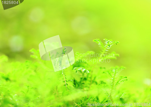 Image of moss